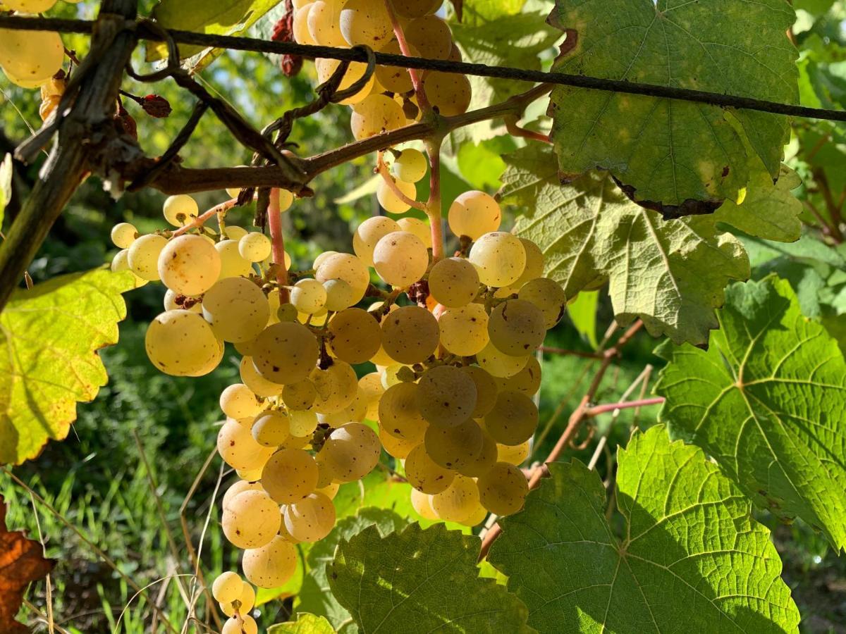 Zur Alten Rebe Ferienhaus Und Weingut Konz Esterno foto