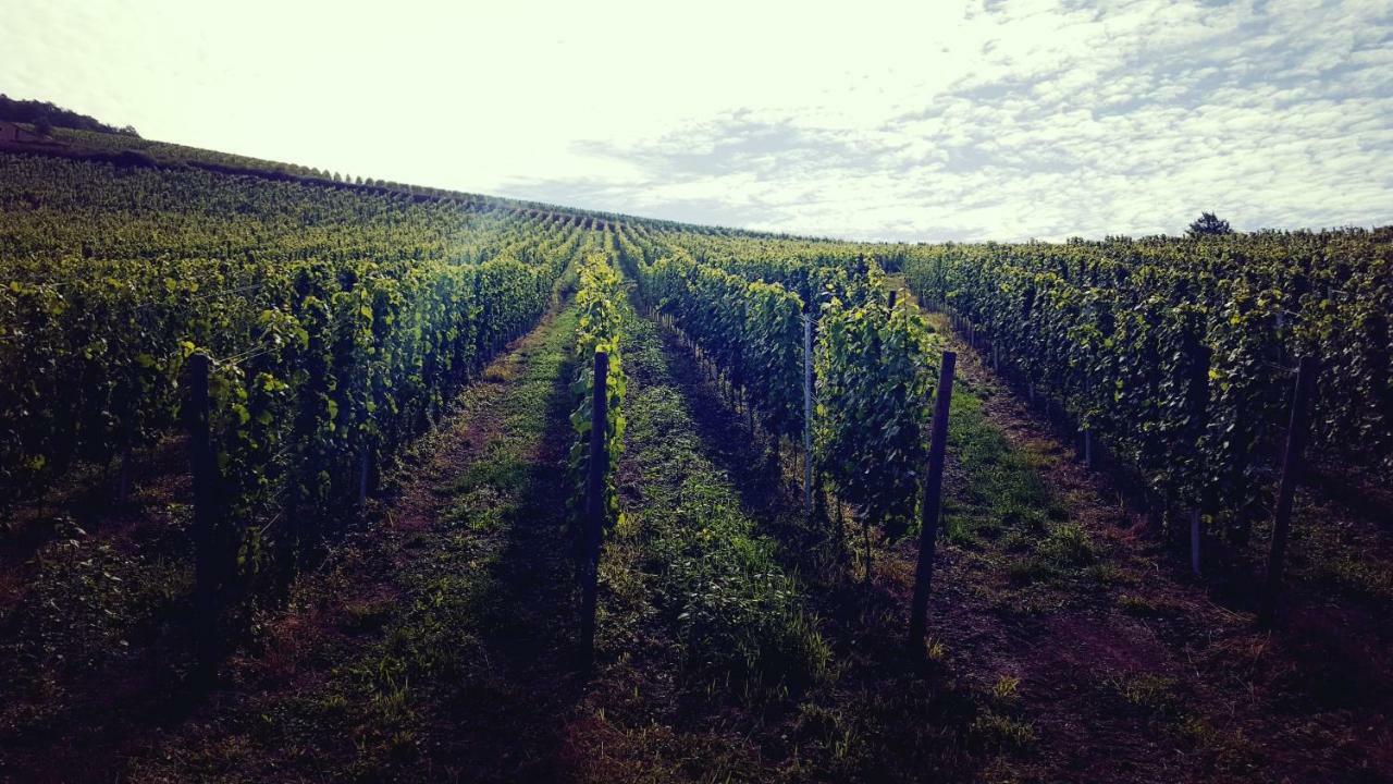 Zur Alten Rebe Ferienhaus Und Weingut Konz Esterno foto